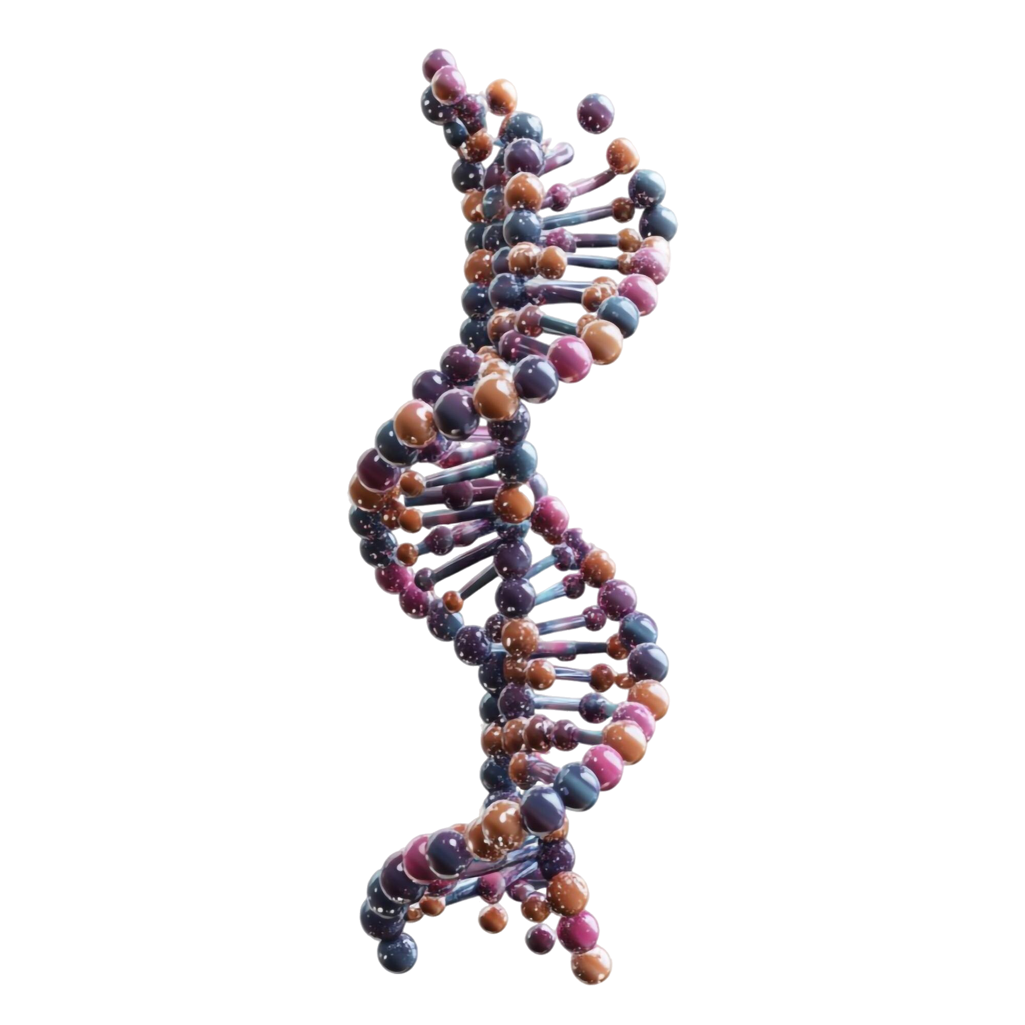 Illustration of a DNA double helix showing three-dimensional structure